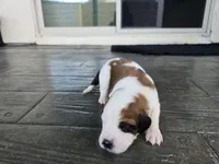 Yellow Collar, a female Saint Bernard and Saint Berdoodle for sale in Menifee, CA – 6 of 7