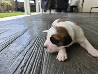 Brown Collar, a male Saint Bernard and Saint Berdoodle for sale in Menifee, CA – Photo 3 of 8