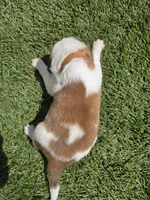Brown Collar, a male Saint Bernard and Saint Berdoodle for sale in Menifee, CA – Photo 5 of 8