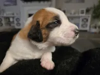 Brown Collar, a male Saint Bernard and Saint Berdoodle for sale in Menifee, CA – Photo 4 of 8