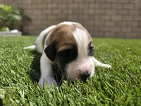 Brown Collar, a male Saint Bernard and Saint Berdoodle for sale in Menifee, CA – Photo 6 of 8