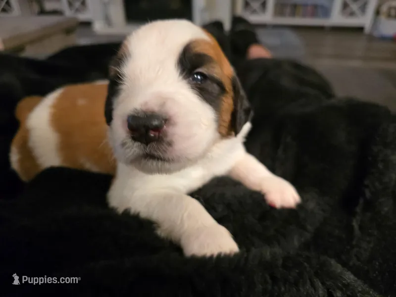 Brown Collar – Saint Bernard, Saint Berdoodle puppy for sale in Menifee, CA