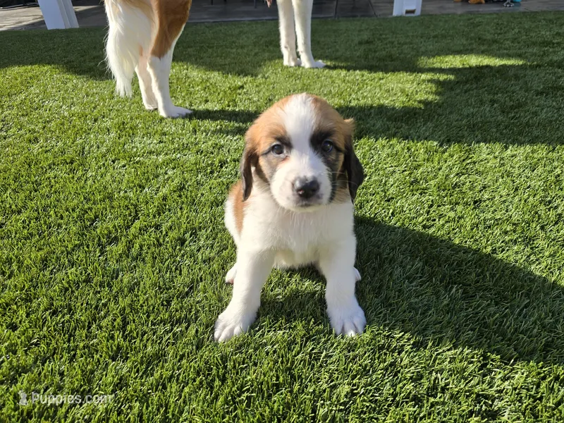 Pink Collar – Saint Bernard, Saint Berdoodle puppy for sale in Menifee, CA