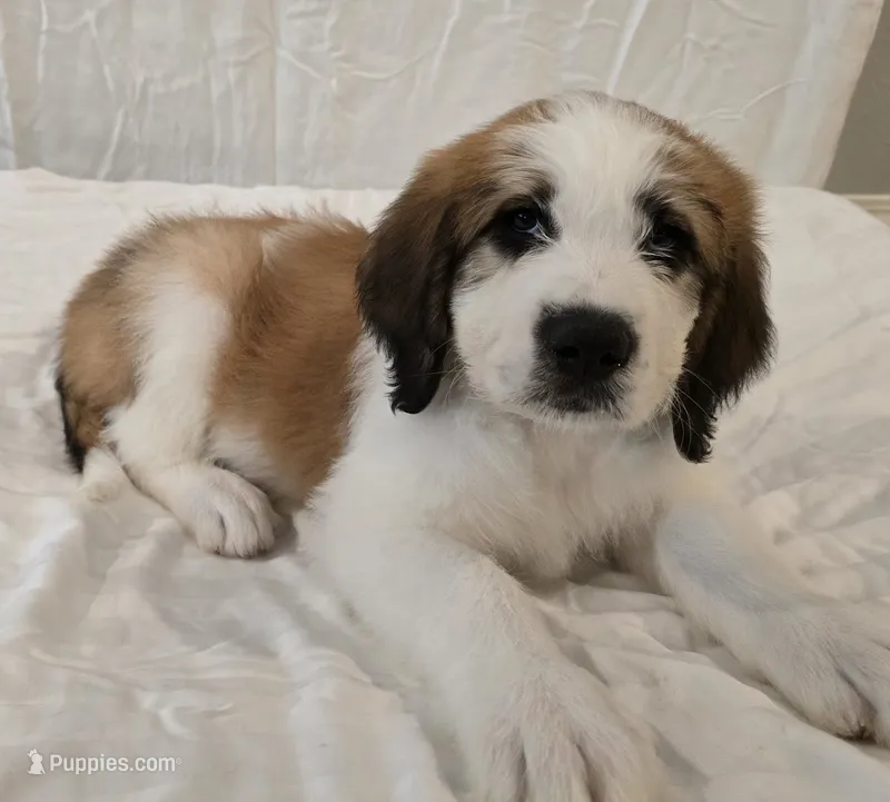 Black Collar – Saint Bernard, Saint Berdoodle puppy for sale in Menifee, CA