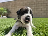 Gray Collar, a male Saint Bernard and Saint Berdoodle for sale in Menifee, CA – 8 of 9