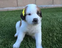 Yellow Collar, a female Saint Bernard and Saint Berdoodle for sale in Menifee, CA – 5 of 10