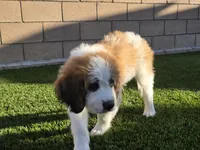 Green Collar, a male Saint Bernard and Saint Berdoodle for sale in Menifee, CA – 3 of 10