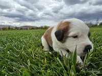 Yellow Collar, a female Saint Bernard and Saint Berdoodle for sale in Menifee, CA – 2 of 7