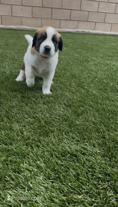 Pink Collar – Saint Bernard, Saint Berdoodle puppy for sale in Menifee, CA