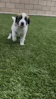 Pink Collar, a female Saint Bernard and Saint Berdoodle for sale in Menifee, CA – 8 of 10