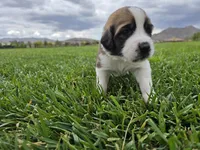 Neon Yellow, a male Saint Bernard and Saint Berdoodle for sale in Menifee, CA – 3 of 8