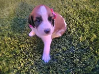 Pink Collar, a female Saint Bernard and Saint Berdoodle for sale in Menifee, CA – 7 of 10
