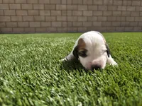 White Collar, a female Saint Bernard and Saint Berdoodle for sale in Menifee, CA – 5 of 8