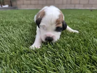 Yellow Collar, a female Saint Bernard and Saint Berdoodle for sale in Menifee, CA – 4 of 7