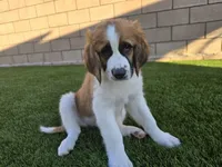 Pink Collar, a female Saint Bernard and Saint Berdoodle for sale in Menifee, CA – 3 of 10