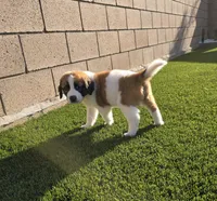 Red Collar, a male Saint Bernard and Saint Berdoodle for sale in Menifee, CA – 2 of 10