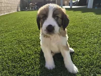 Turquoise, a male Saint Bernard and Saint Berdoodle for sale in Menifee, CA – 4 of 10