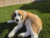 Pink Collar, a female Saint Bernard and Saint Berdoodle for sale in Menifee, CA – 4 of 10
