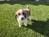 Pink Collar, a female Saint Bernard and Saint Berdoodle for sale in Menifee, CA – 6 of 10