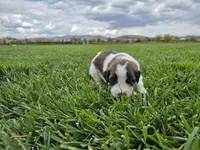 Purple Collar, a female Saint Bernard and Saint Berdoodle for sale in Menifee, CA – 2 of 7