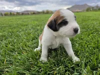 Green Collar, a male Saint Bernard and Saint Berdoodle for sale in Menifee, CA – 2 of 8