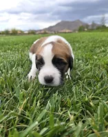 Pink Collar, a female Saint Bernard and Saint Berdoodle for sale in Menifee, CA – 1 of 7