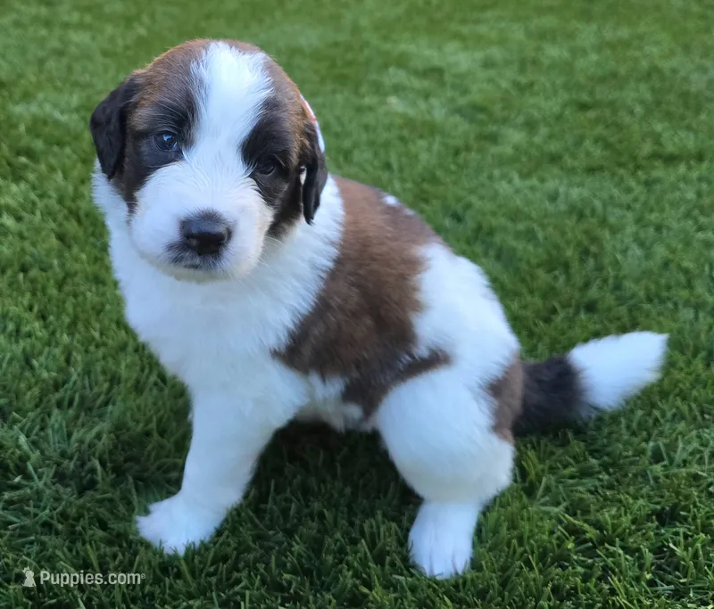 Purple Collar – Saint Bernard, Saint Berdoodle puppy for sale in Menifee, CA