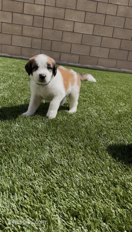 Green Collar – Saint Bernard, Saint Berdoodle puppy for sale in Menifee, CA