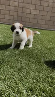 Green Collar, a male Saint Bernard and Saint Berdoodle for sale in Menifee, CA – 7 of 10