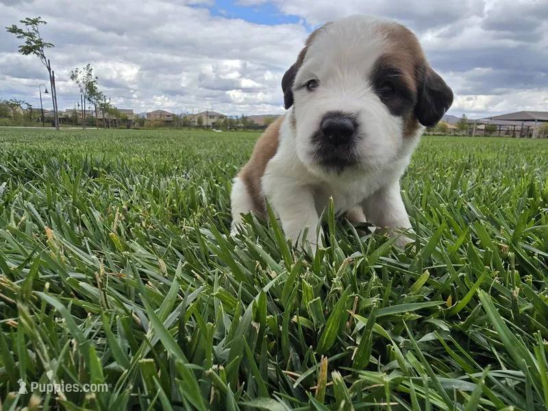 Yellow Collar – Saint Bernard, Saint Berdoodle puppy for sale in Menifee, CA