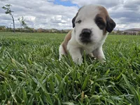 Yellow Collar, a female Saint Bernard and Saint Berdoodle for sale in Menifee, CA – 1 of 7