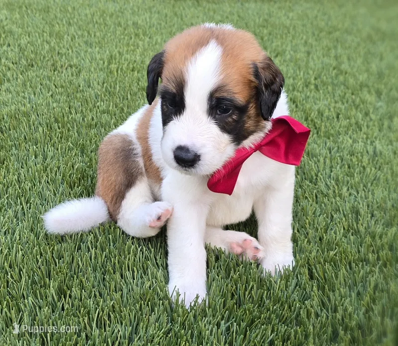Red Collar – Saint Bernard, Saint Berdoodle puppy for sale in Menifee, CA