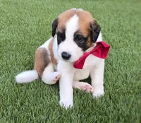 Red Collar, a male Saint Bernard and Saint Berdoodle for sale in Menifee, CA – 1 of 10