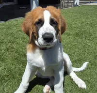 Red Collar, a male Saint Bernard and Saint Berdoodle for sale in Menifee, CA – 6 of 10