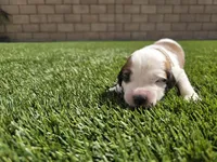 White Collar, a female Saint Bernard and Saint Berdoodle for sale in Menifee, CA – 4 of 8