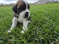 Gray Collar, a male Saint Bernard and Saint Berdoodle for sale in Menifee, CA – 3 of 9