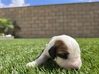 White Collar, a female Saint Bernard and Saint Berdoodle for sale in Menifee, CA – 3 of 8