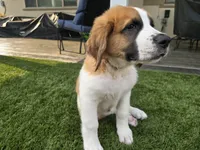 Red Collar, a male Saint Bernard and Saint Berdoodle for sale in Menifee, CA – 10 of 10