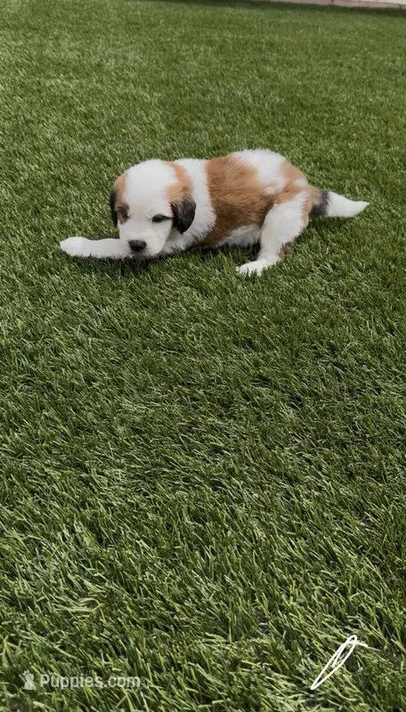 White Collar – Saint Bernard, Saint Berdoodle puppy for sale in Menifee, CA