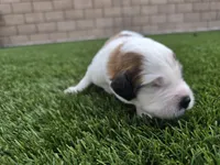 Yellow Collar, a female Saint Bernard and Saint Berdoodle for sale in Menifee, CA – 5 of 7