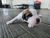 Green Collar, a male Saint Bernard and Saint Berdoodle for sale in Menifee, CA – 5 of 8