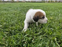 White Collar, a female Saint Bernard and Saint Berdoodle for sale in Menifee, CA – 1 of 8