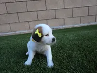 Yellow Collar, a female Saint Bernard and Saint Berdoodle for sale in Menifee, CA – 7 of 10