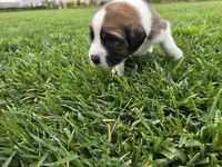 Neon Yellow, a male Saint Bernard and Saint Berdoodle for sale in Menifee, CA – 2 of 8