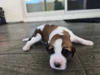 Pink Collar, a female Saint Bernard and Saint Berdoodle for sale in Menifee, CA – 5 of 7