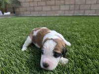 Green Collar, a male Saint Bernard and Saint Berdoodle for sale in Menifee, CA – 6 of 8