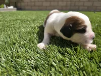 White Collar, a female Saint Bernard and Saint Berdoodle for sale in Menifee, CA – 7 of 8