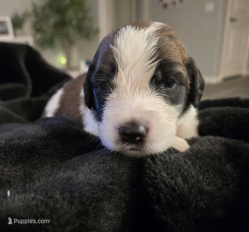 Purple Collar – Saint Bernard, Saint Berdoodle puppy for sale in Menifee, CA