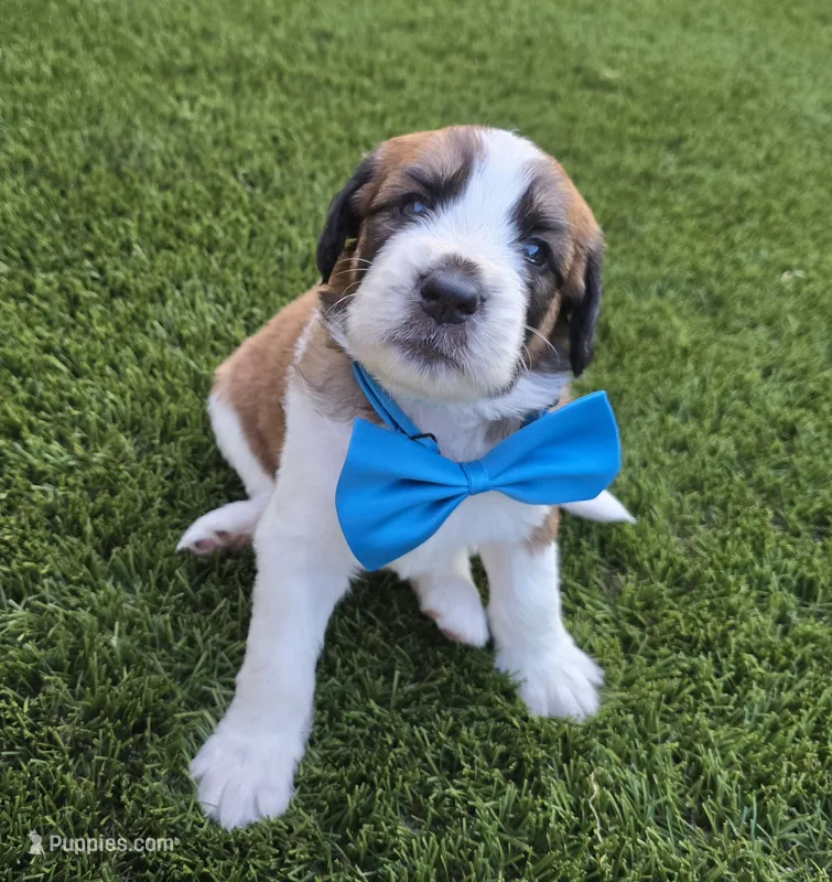 Turquoise – Saint Bernard, Saint Berdoodle puppy for sale in Menifee, CA