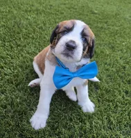 Turquoise, a male Saint Bernard and Saint Berdoodle for sale in Menifee, CA – 1 of 10
